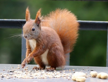 Miért nem esznek cukrot a mókusok?